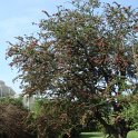 Crataegus laevigata 'Paul's Scarlet'